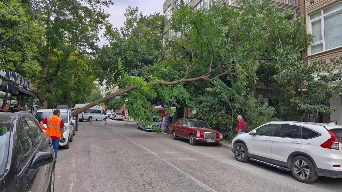 samsunda kuvvetli ruzgar agac devirtti 9jWil2i6