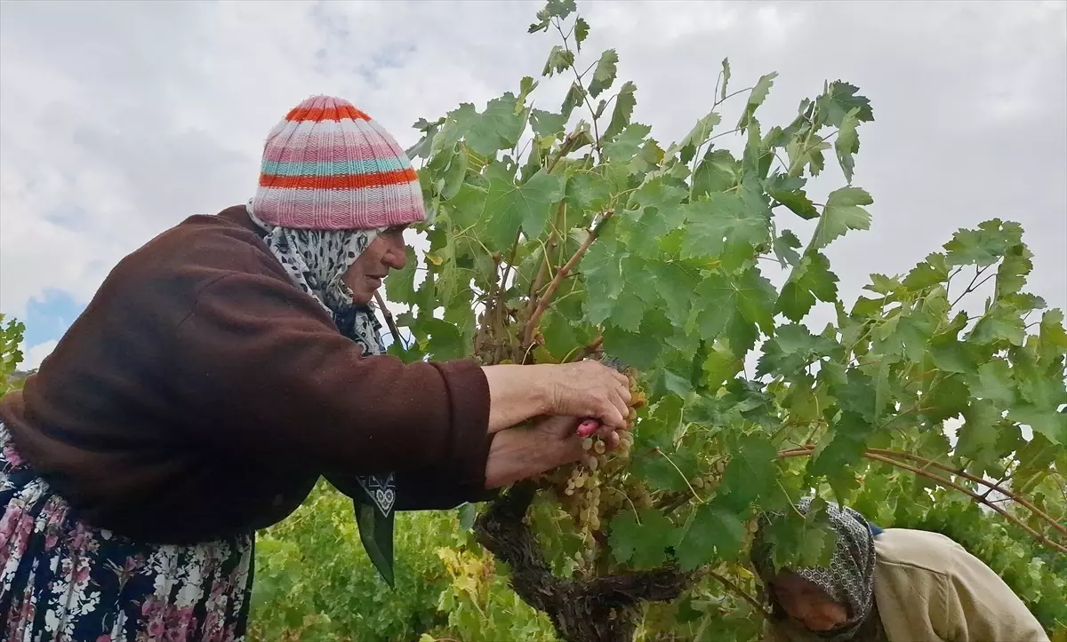 beypazarinda bag bozumu ve pekmez yapimina baslandi YjGg4QUR