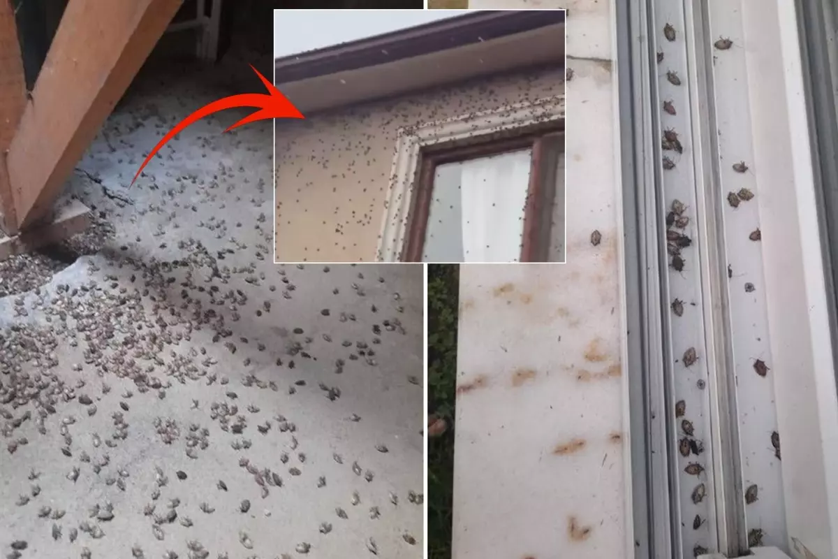 dunyanin sonunu getirecegi soylenen bocekle ilgili korkutan uyari tum turkiyeye yayilabilir RzCikqdi