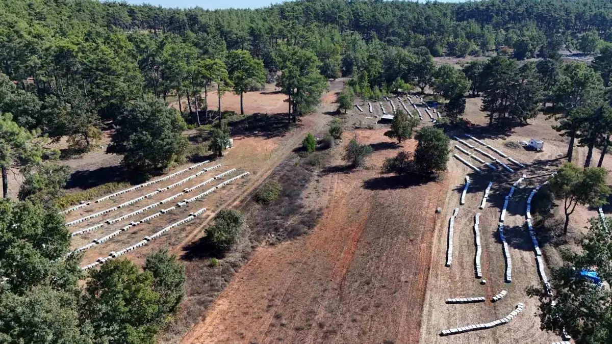 muglada cam bali rekoltesi 20 bin ton bekleniyor kwD45TCQ.jpg