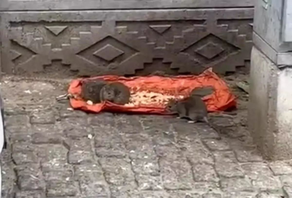 tekirdagda sokakta fareler yiyecek bulundu vatandaslar tedirgin WpnF7cNk.jpg