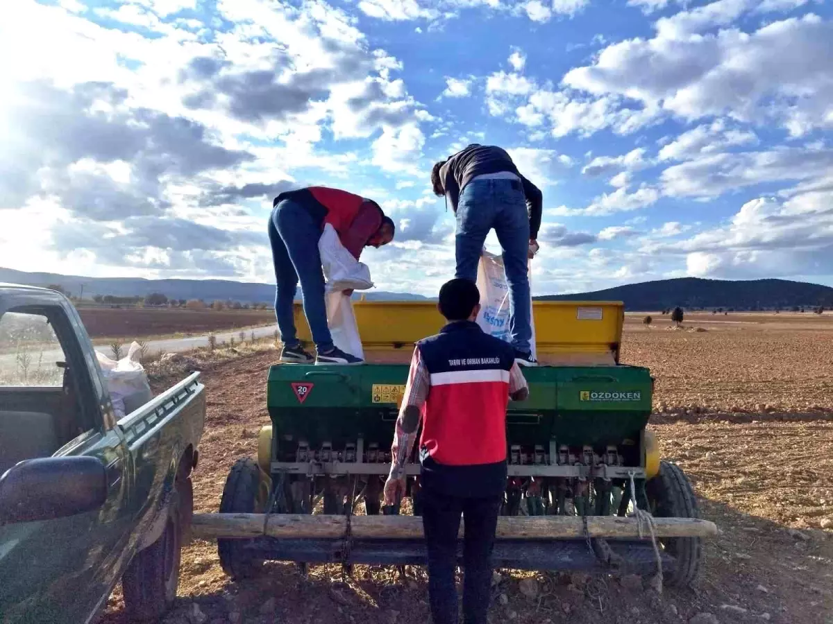 cavdarhisarda tohum dagitimi ve ekim calismalari basladi DbQ2hHdN.jpg