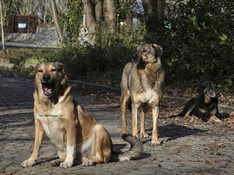 Sokak Köpekleri Toplanma Oranları Bakan Çiftçi Tarafından Açıklandı