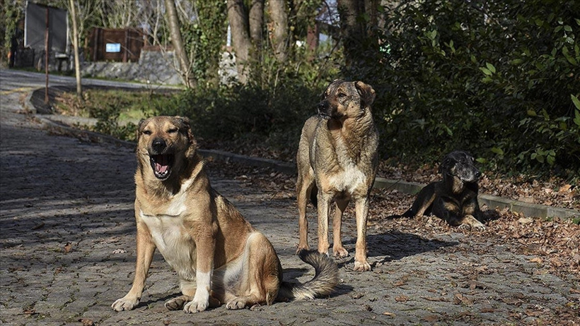 Sokak Köpekleri Toplanma Oranları Bakan Çiftçi Tarafından Açıklandı