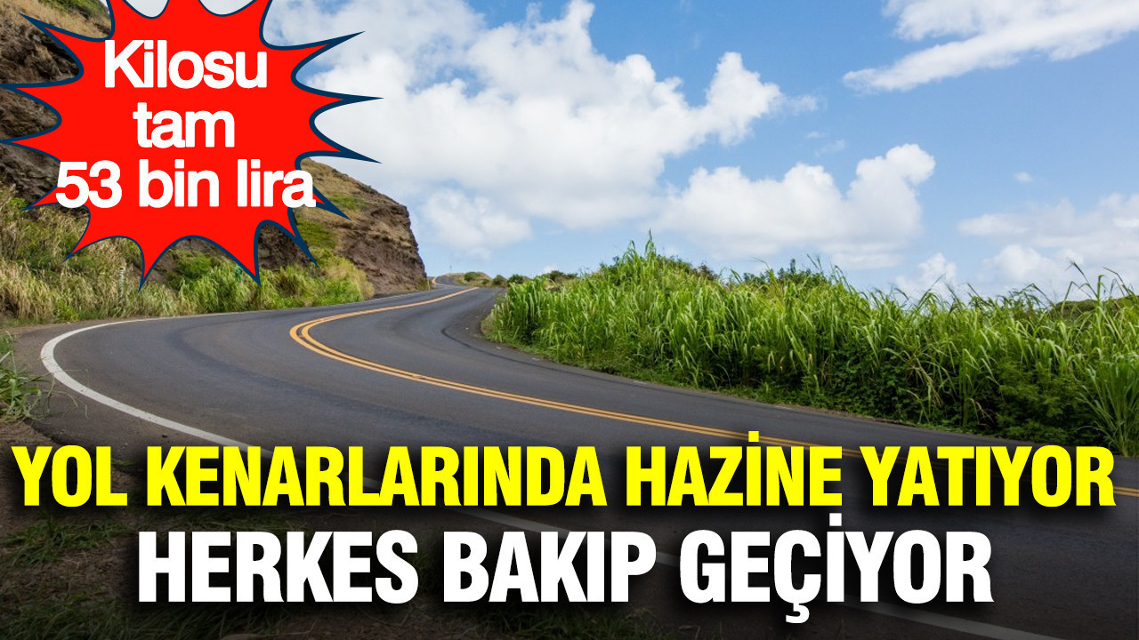 Yol kenarlarında hazine yatıyor, herkes bakıp geçiyor: Kilosu 53 bin lira Img